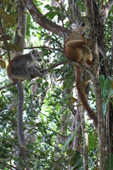 Rotstirnmaki und Kronenmaki im Regenwald in Madagaskar