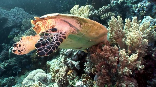 Giant Hawksbill sea turtle Eretmochelys imbricata in pure transparent water. Relax underwater video about marine reptile Cheloniidae.