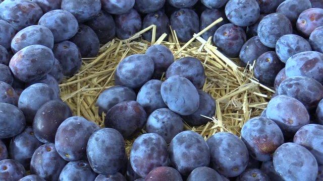 Fuits of plum Prunus variety, very resistant tree, crunchy very juicy flavor and natural acidity, resistant to sharka plum pox virus, much favored in Europe