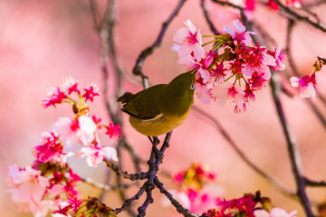 The Japanese White-eye.The background is cherry blossoms. Located in Tokyo Prefecture Japan.