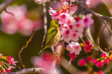 The Japanese White-eye.The background is cherry blossoms. Located in Tokyo Prefecture Japan.