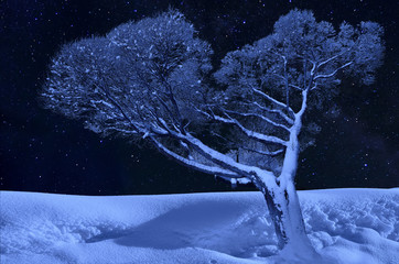 Lonely tree on a winter starry night background