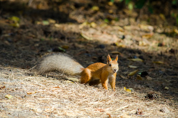 Naklejka na ściany i meble Beautiful red squirrel in the park is standing on the grass in the summer and looks