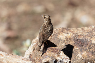 Thekla's lark (Galerida theklae)