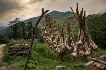 Fototapeta na wymiar string of garlics in annapurna valley in himalayas mountains. nepal