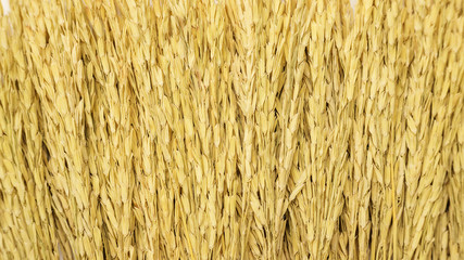 Close up of a dry ear of rice for a background.