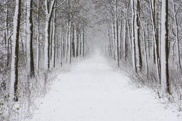 Forest Lane Snow Langbroek