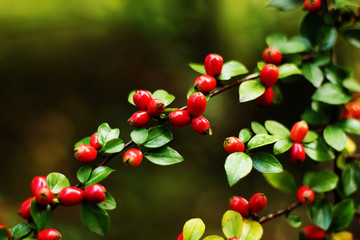 Red berries on the bush