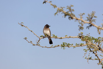 Common Bulbul (Pycnonotus barbatus)