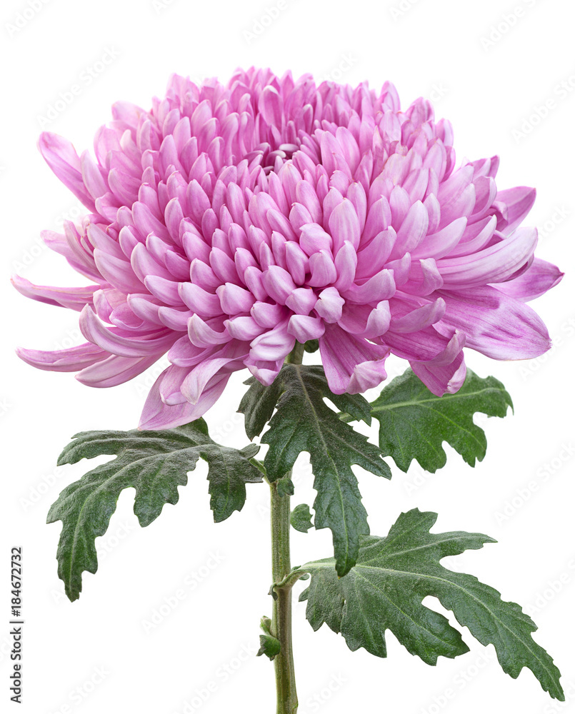 Sticker Purple chrysanthemum flower head