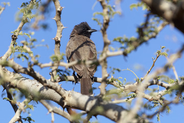 Common Bulbul (Pycnonotus barbatus)