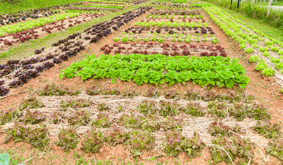 Vegetable garden Herbs, and vegetables in backyard formal garden