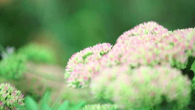 A honey bee flies from one plant to another in seach of pollen