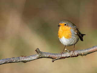 Fototapeta premium Robin - Erithacus rubecula