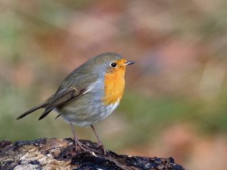 Robin - Erithacus rubecula