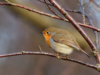 Robin - Erithacus rubecula