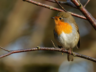 Robin - Erithacus rubecula