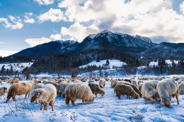 Naklejka premium Rural landscape with herd of sheep in the winter mountain