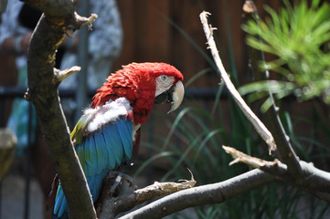 Red & Blue Macaw Parrots