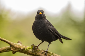 Blackbird (in winter)