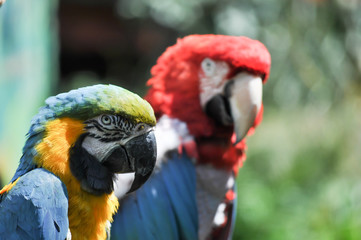 Red & Blue Macaw Parrots