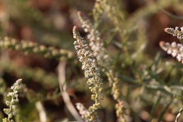 Flowers of Caylusea abyssinica