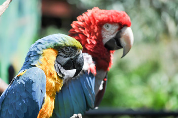 Red & Blue Macaw Parrots