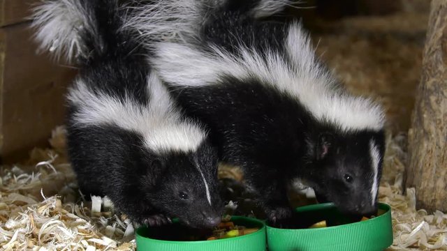 baby skunks eat side by side 4k