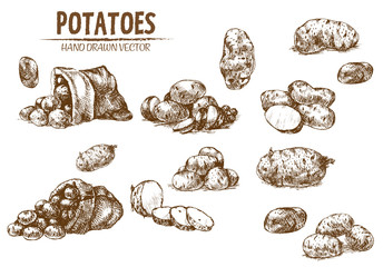 Digital vector detailed line art potato - obrazy, fototapety, plakaty