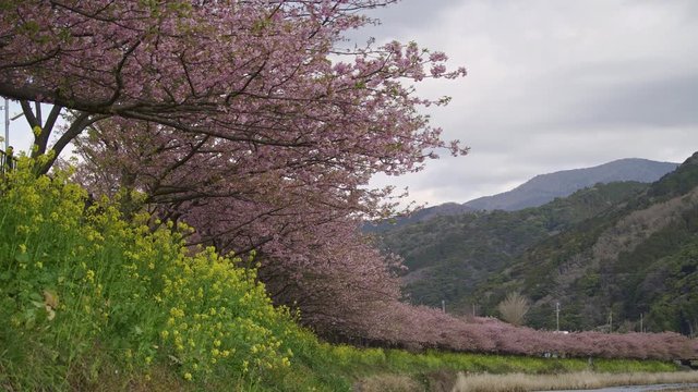 4K 関東 静岡県 河津桜 Kawazu sakura in Shizuoka Japan