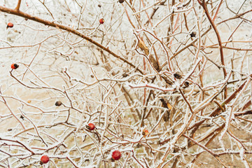 Budapest Citadel - Citadella