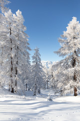 Frozen trees in winter forest