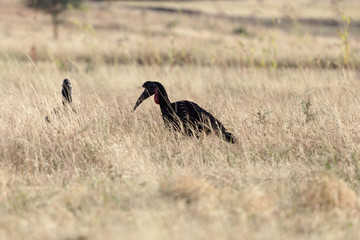 Northern ground hornbill (Bucorvus abyssinicus)