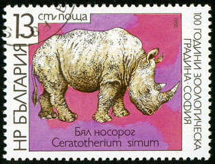 UKRAINE - circa 2017: A postage stamp printed in Bulgaria shows White Rhinoceros, Ceratotherium...