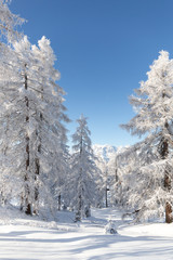 Snowy forest. Beautiful winter landscape