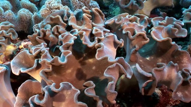 Underwater relax video about coral reef in pure transparent of Red sea. Bright marine nature on background of beautiful lagoon.