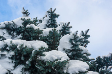 Fototapeta na wymiar Green fluffy fir tree in the snow