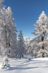 Beautiful white winter