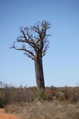 Fototapeta na wymiar Affenbrotbaum (Baobab) in Madagaskar