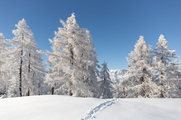 Winterwald mit Spuren 