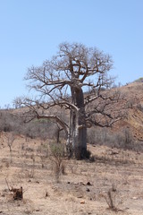 Affenbrotbaum (Baobab) in Madagaskar