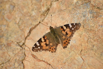 beautiful butterfly sits