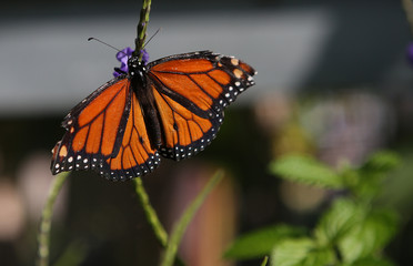 Fototapeta na wymiar Butterfly in a garden, in Naples, Florida