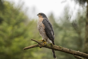 Sparrow hawk