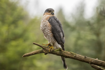 Sparrow hawk