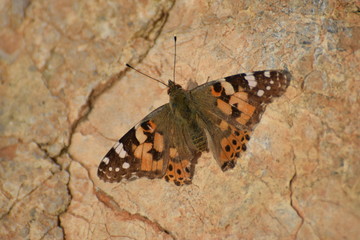 beautiful butterfly sits