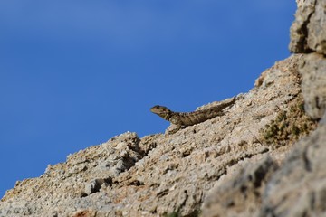 wild lizard in the garden