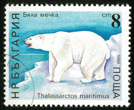 UKRAINE - circa 2017: A postage stamp printed in Bulgaria shows Polar Bear, Ursus maritimus, Series Bears, circa 1988