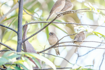 little birds at home on tree