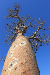 Affenbrotbaum (Baobab) in Madagaskar